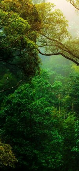 Color Blow > NATURALEZA